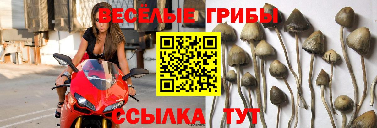 Псилоцибиновые грибы Psilocybe  Псилоцибиновые грибы Psilocybine cubensis  Вход с VPN  Альметьевск 